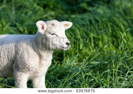 Lamb