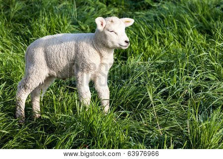 Lamb