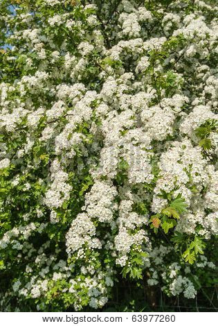 White Flowering Hawthorn Shrub In April