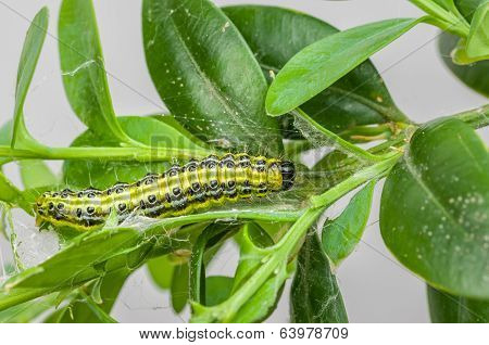 Caterpillar of the box tree moth (Cydalima perspectalis)
