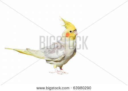 Cockatiel