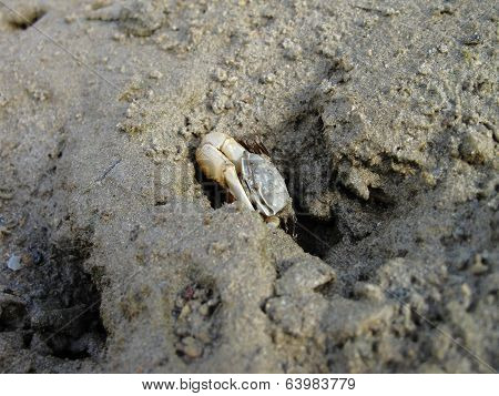 Fiddler Crab Emerging From Hole