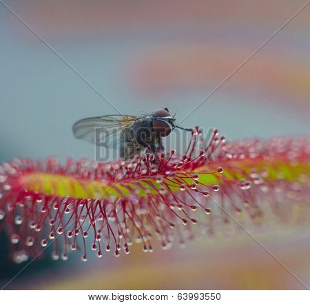 Consumation Of The Fly
