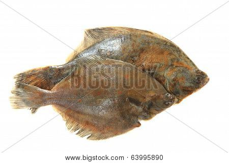 Flatfishes Isolated