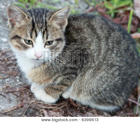 猫