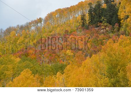 Many Shades of Fall
