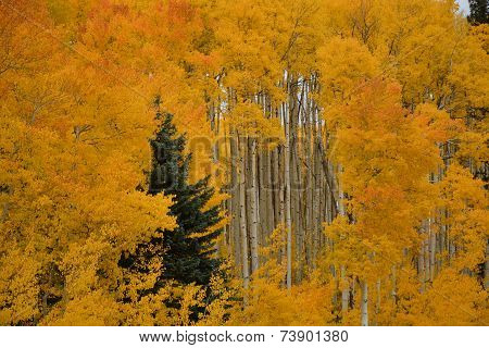Gold Rush
