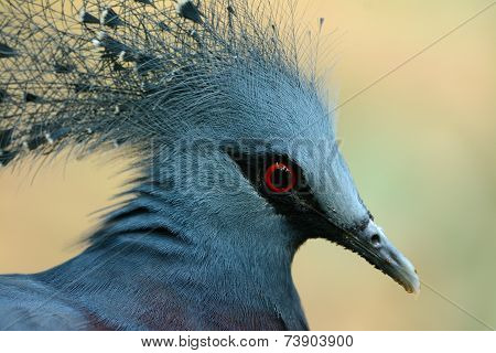 Female Victoria Crowned Pigion (goura Victoria)