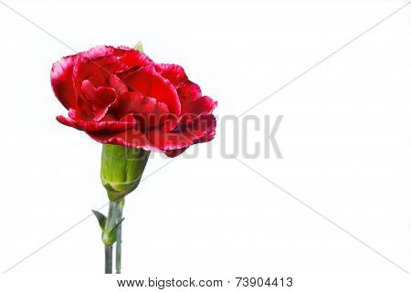 red carnations