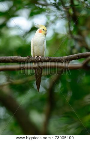 Lutino Mutation Cockatiel (nymphicus Hollandicus)