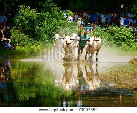 Activity Sport, Vietnamese Farmer, Cow Race