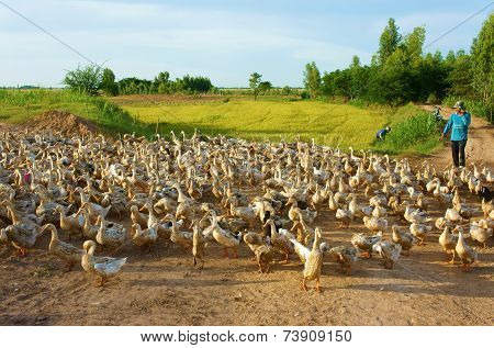 Asian Farmer, Flock Of Duck, Vietnamese Village