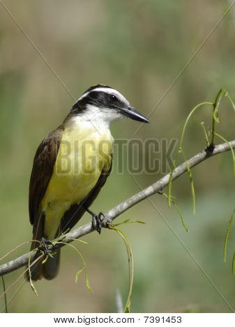 Maggiore Kiskadee Pigliamosche arroccato
