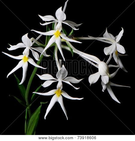Calanthe Leonidii