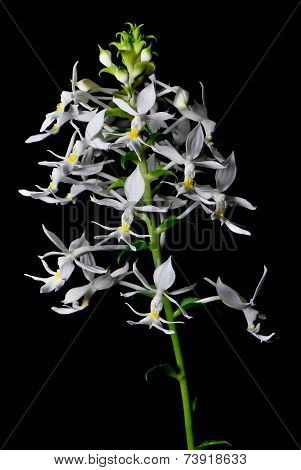 Calanthe Leonidii