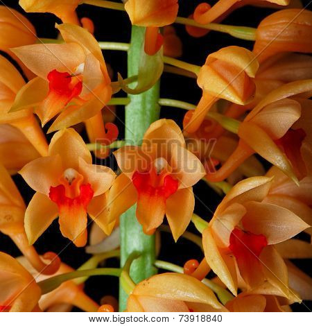 Calanthe Pulchra