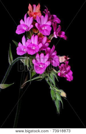 Calanthe Succedanea