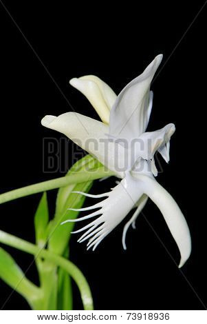Pecteilis Susannae