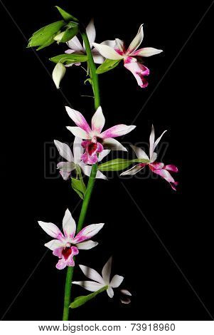 Phaiocalanthe Kryptonite