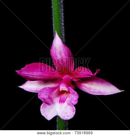 Phaiocalanthe Kryptonite