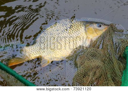 Fishing catch. The Common Carp ( Cyprinus Carpio ). In Central Europe ( Poland and Czech Republic ), fish is a traditional part of a Christmas Eve dinner. 