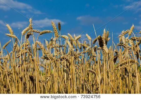 Wheat Field Against The Blue Sky.