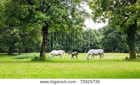 Lipizzaner Horses In The Meadow