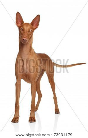 Pharaoh Hound On White