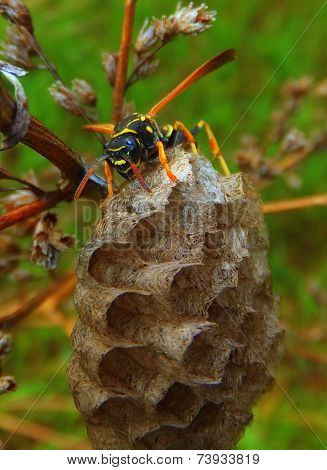 Wasp on a nest watching the viewer