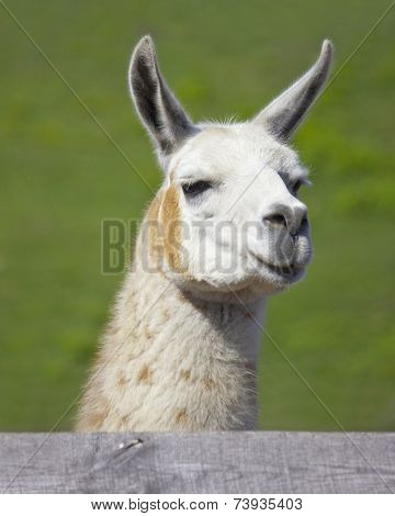 Curious Llama