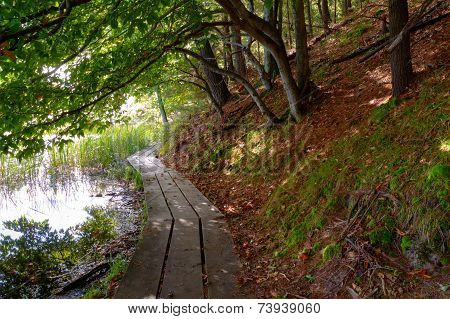A Walk In The Woods
