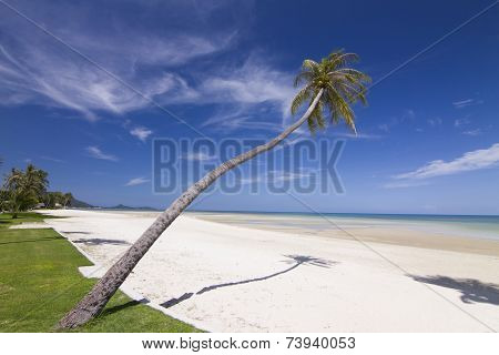 Beach With Coconut