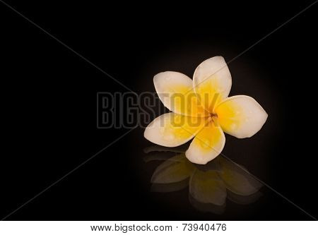 Jasmine on Black
