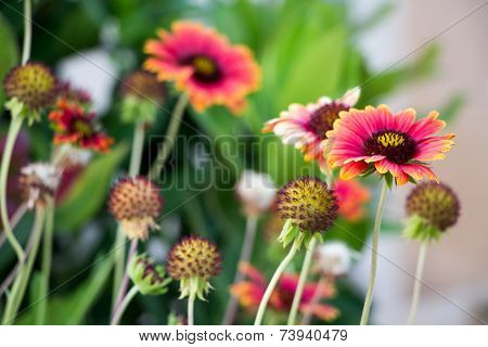 Daisy Flowers