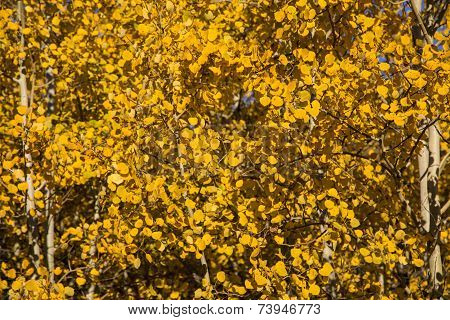 Close Up Of Autumn Yellow Quaking Aspen Leaves