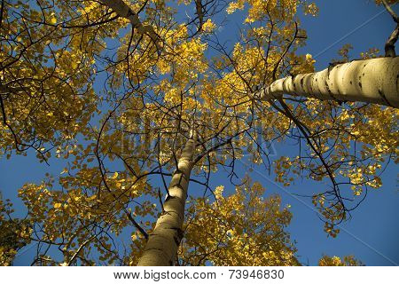 Looking Up At A Blue Sky And Yellow Autumn Quaking Aspen Trees