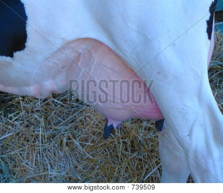 udder