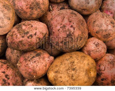 มันฝรั่ง Tubers