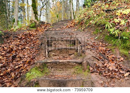 Old wooden stairs in the forest