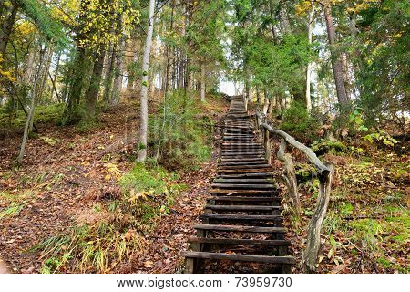 Old wooden stairs in the forest