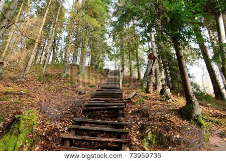 Old wooden stairs in the forest