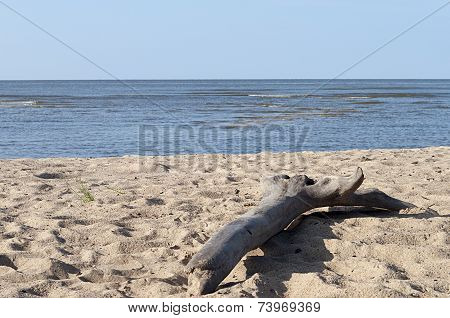 Big Snag On Sand Beach