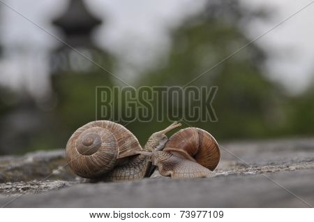Snail love