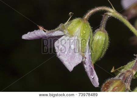 woodland cranesbill