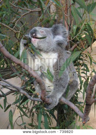 Eten koala
