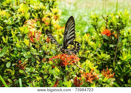 Butterfly and flower