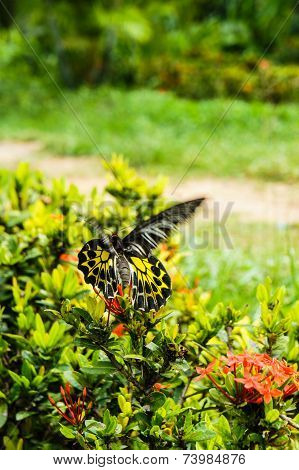 Butterfly and flower