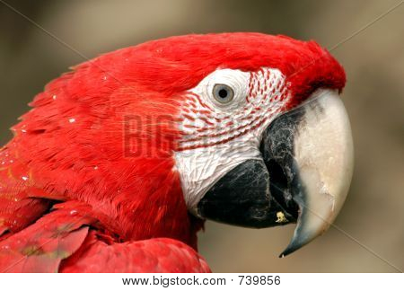 Green-Winged Macaw