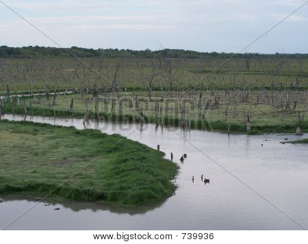 Árvores por meio de um lago