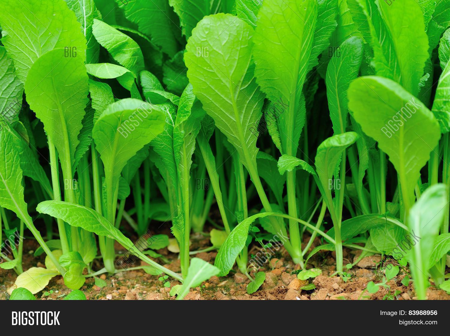 Green Leaf Mustard Image & Photo (Free Trial) Bigstock